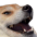 :kekdoggo: